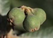 Ripening fruits of loquat (Eriobotrya japonica). Balcalı - Adana, Turkey