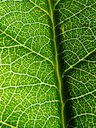 Eriobotrya japonica (Loquat, pipa, Japanese pluLeaf veins Hawea Pl Olinda, Maui, Hawai'im) Leaf showing veins at Olinda Rd, Maui, Hawaii