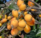 Loquats ready to eat