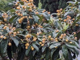 Loquat Eriobotrya japonica, Machico, Portugal