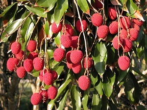 Fruiting branches