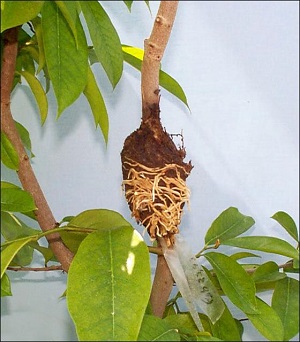 Air layering on a lychee tree