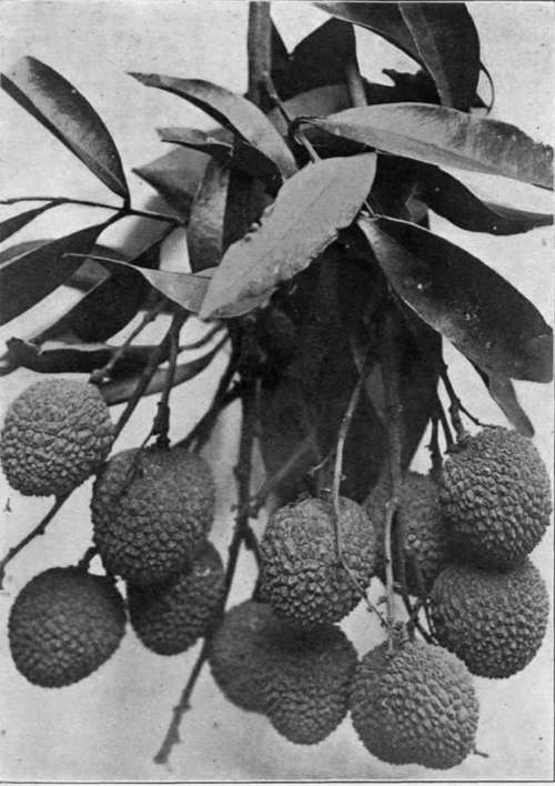 Plate XVII. The litchi, favorite fruit of the Chinese.