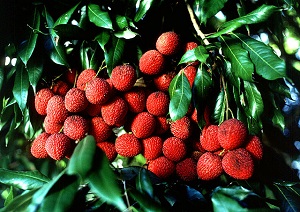 Lychees, Litchi chinensis