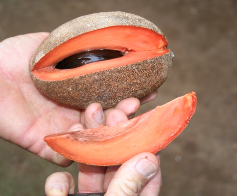Cut fruit showing the pulp