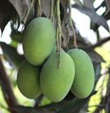 Amrapali Mango from India