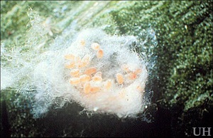 Freshly-laid eggs of the pink hibiscus mealybug, Maconellicoccus hirsutus (Green), are orange but become pink before they hatch.