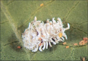 The Cryptolaemus larvae are covered with a white flocculent secretion and may be confused with pink hibiscus mealybugs but are important predators and should not be destroyed.