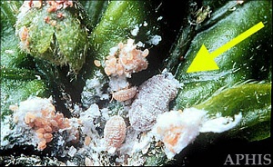 Adult female (arrow) and offspring of the pink hibiscus mealybug, Maconellicoccus hirsutus (Green)
