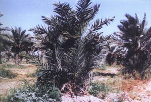 Medjool palm derived from asexual embryogenesis showing abnormalities (Eden Expt. Station, Israel, 1996); It looks like Black Scorch attack
