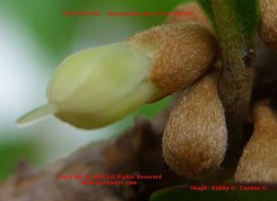 Male parts of the flower