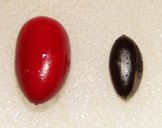 Synsepalum dulcificum (seeds). Location: Maui, Makawao