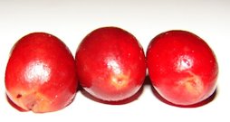 Synsepalum dulcificum (Miraculous berry, miracle fruit) ripe fruit
