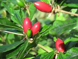 Miracle Fruit plants bear fruit throughout the year in warm, humid climates. A single plant can hold hundreds of berries at a time.