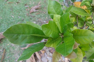 Leaf growth habit