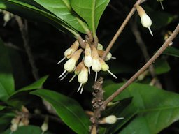 神秘果 Synsepalum dulcificum [香港公園 Hong Kong Park]