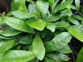 Synsepalum dulcificum (leaves), Maui, Kula Ace Hardware and Nursery