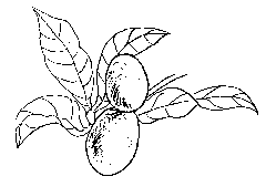 Black and white sketch of the miracle fruit