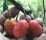 Red Mombin, Spondias purpurea, Puerto Jimenez, Puntarenas, Costa Rica