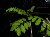 Spondias purpurea, Charcos, Puntarenas, Costa Rica