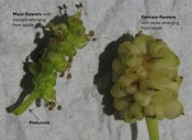 Mulberry inflorescences