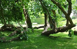 The mulberry has royal associations dating back to Tudor times and has a spreading habit and becomes crooked and gnarled with time, making an organic architectural feature.