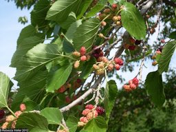 Morus nigra L. - black mulberry