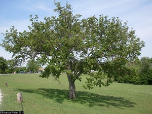 Morus nigra L. - black mulberry