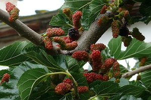 Morus nigra, fruit taken in the village Theologos on Thasos (Greece)