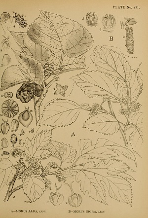 Morus nigra L.