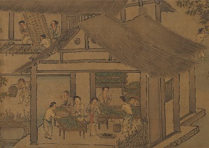 Women placing silkworms on trays together with mulberry leaves