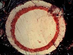 The telltale red ring seen here in a cross-section of a palm indicates that this particular tree is infested by red ring nematode, Bursaphelenchus cocophilus.
