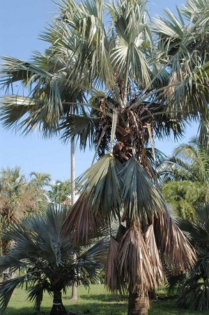 Wind-damaged Bismarck palm (Bismarckia nobilis) with kinked petioles on living leaves that could be removed