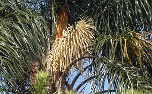 Flowers of queen palm (Syagrus romanzoffiana)