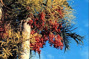 Fruit clusters on Carpentaria palm (Carpentaria acuminata)