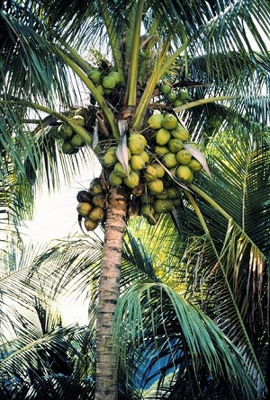 Clusters of coconuts on coconut palm (Cocos nucifera) that could create potential liability problems in public areas