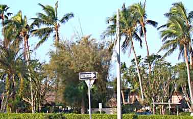 Overpruned coconut palms after hurricane Wilma