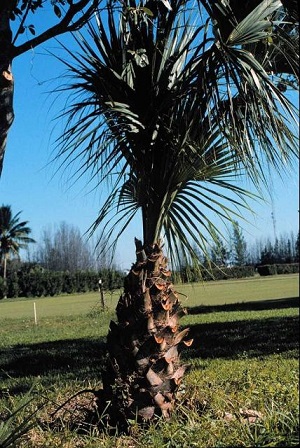 An overpruned sabal palm.