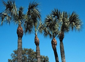 Overpruned sabal palms (Sabal palmetto) showing tapered trunks
