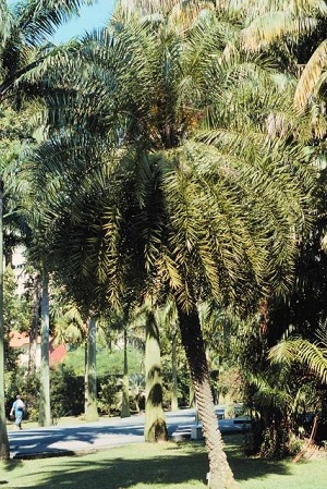 A healthy, properly pruned palm