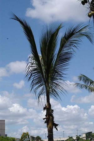 An overpruned "hurricane-cut" coconut palm (Cocos nucifera).