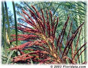 Pindo Palm Inflorescence