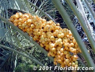 Pindo Palm Fruit