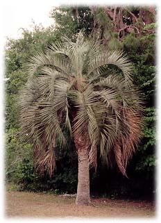 This mature pindo palm looks especially attractive with its symmetrical form and a trunk that is clear of old leaf stalks.