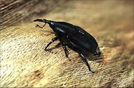 The palm weevil Rhynchophorus palmarum acts as the primary vector for red ring nematode, Bursaphelenchus cocophilus, which causes red ring disease in coconut and oil palms