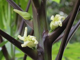 Carica papaya L., Caricaceae