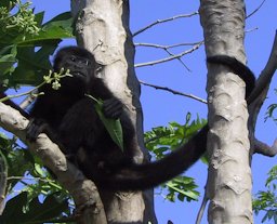 Alouatta pigra (Howler monkey), eating leaves of Carica papaya (Costa Rica, peninsula Nicoya, Cabo-Blanco).