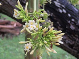 Carica papaya, flowers on male plant.