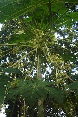 Male plant of Papaya. In male plant, flowers are not turn out to fruits.