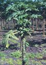 Boron deficiency of papaya (Carica papaya)